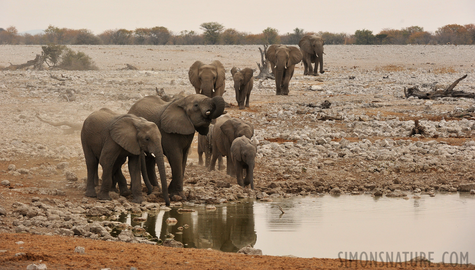 Loxodonta africana [200 mm, 1/400 sec at f / 9.0, ISO 1000]